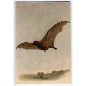 4x6 Glossy Color Photo of Flying Vampire Bat Over Landscape Halloween Theme